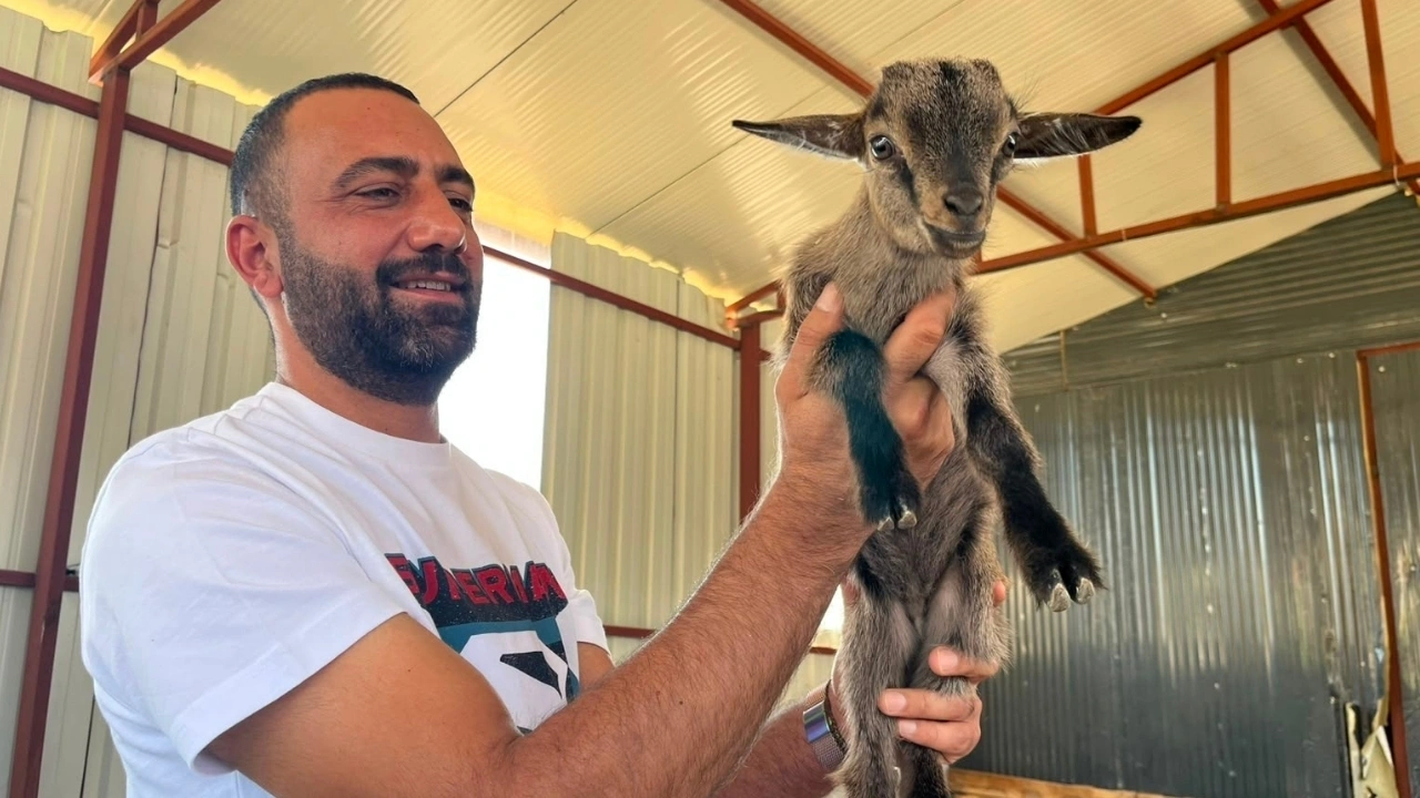 2 taneyle başladı, 90 başlık sürü kurdu