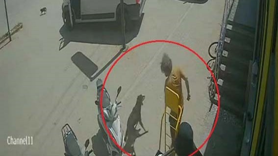 Antalya'da hayvanlara şiddet. Kedinin üzerine bastı, köpeği tekmeledi