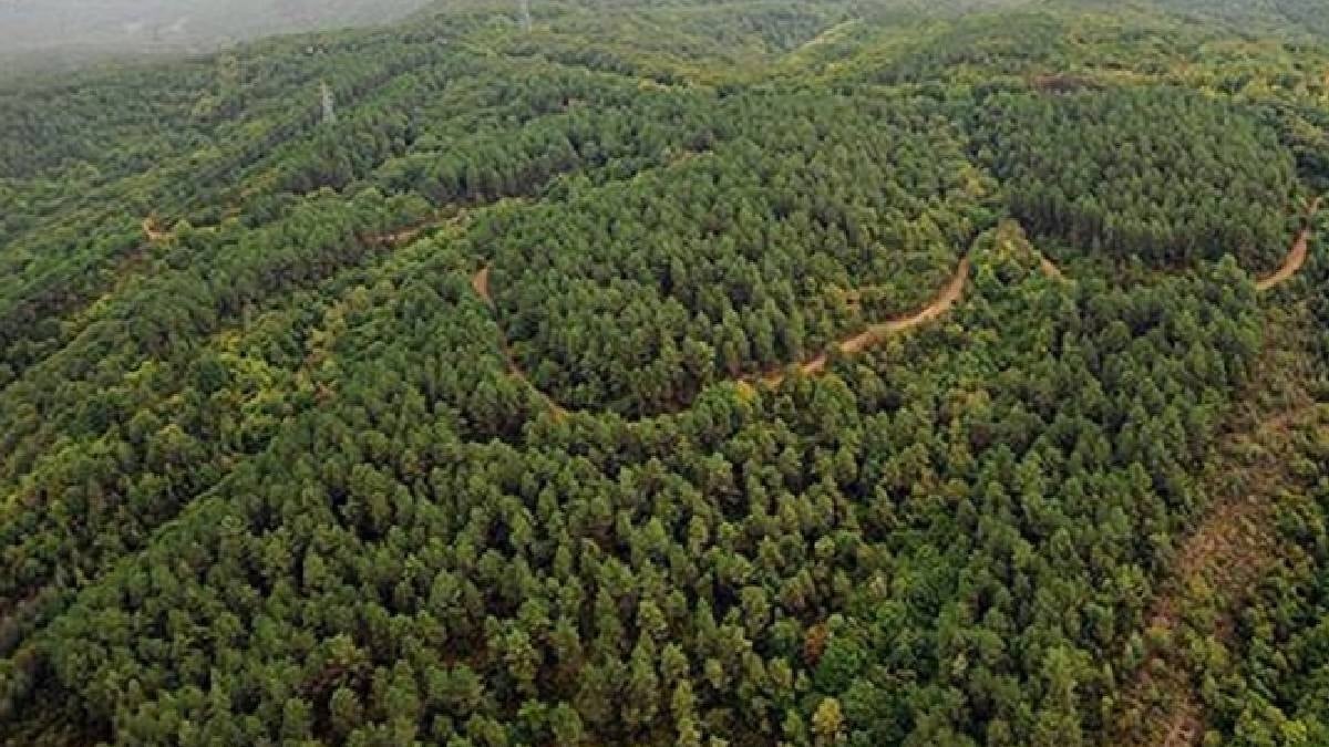 Manisa'da ormana girmek 31 Ekim'e kadar yasak